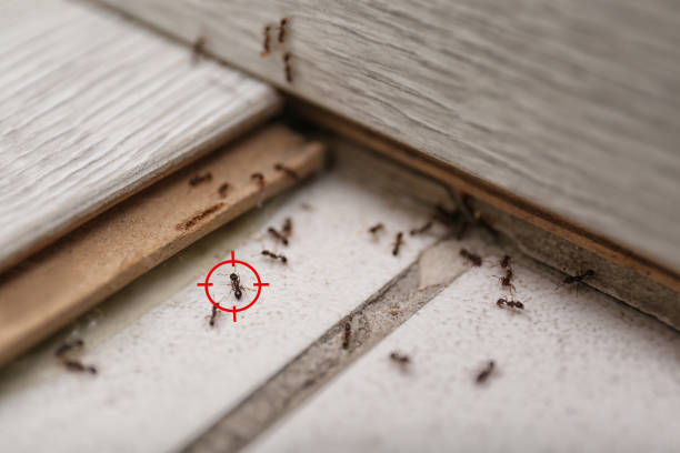 Professional Pest Control in Louisville, MS