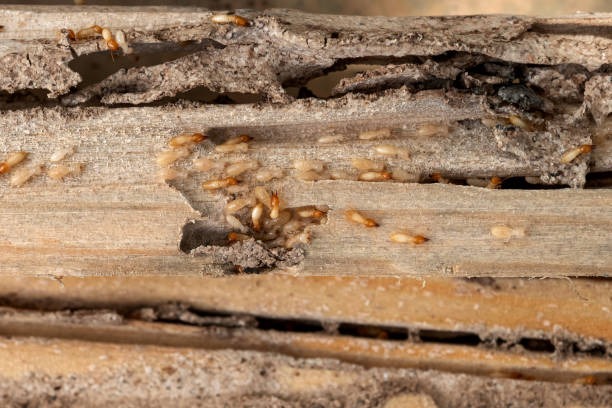 Insect Control in Louisville, MS